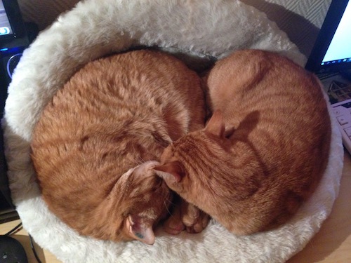 Katzen Ying Yang‚
